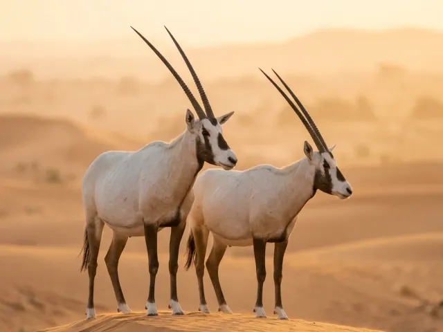 Arabian oryx on a dune crest in the DDCR