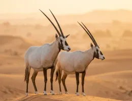 Arabian oryx pair on a dune crest in the Dubai Desert Conservation Reserve at dawn
