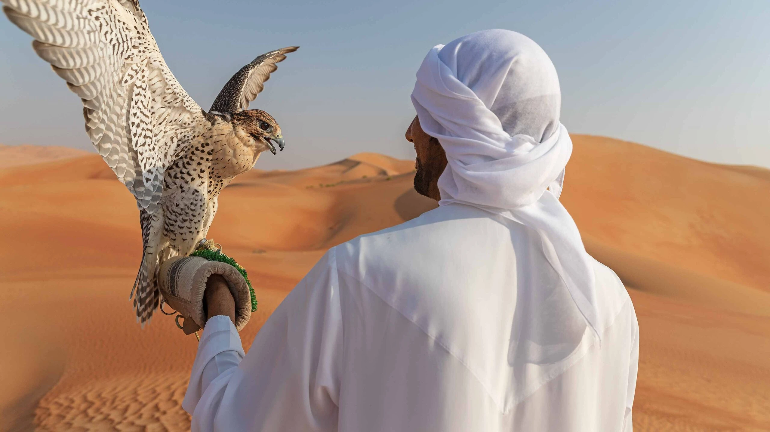 FALCON EXPERIENCE